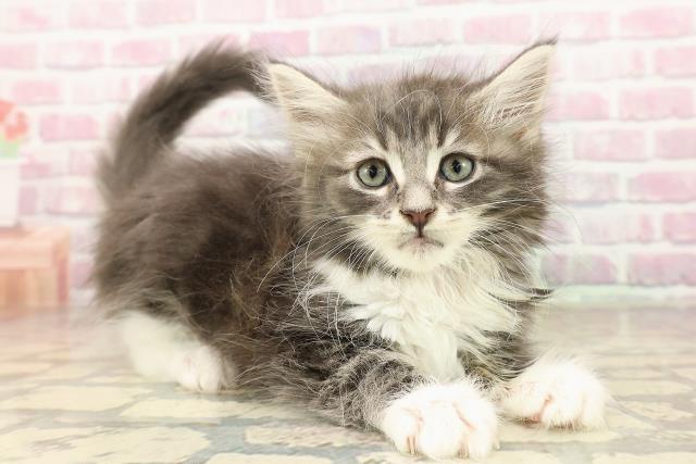 青森県のメインクーン (Coo&RIKU弘前店/2025年8月15日生まれ/男の子/ブルータビーホワイト)の子猫の3枚目の画像