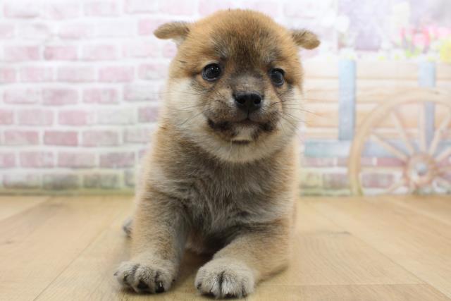 岩手県の豆柴 (Coo&RIKU岩手盛岡店/2025年8月15日生まれ/男の子/赤)の子犬