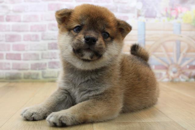 岩手県の豆柴 (Coo&RIKU岩手盛岡店/2025年8月15日生まれ/男の子/赤)の子犬の2枚目の画像
