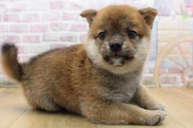 岩手県の豆柴 (Coo&RIKU岩手盛岡店/2025年8月15日生まれ/男の子/赤)の子犬の3枚目の画像