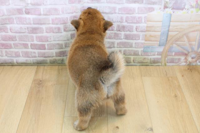 岩手県の豆柴 (Coo&RIKU岩手盛岡店/2025年8月15日生まれ/男の子/赤)の子犬の4枚目の画像