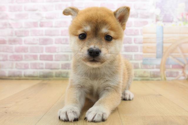 宮城県の豆柴 (Coo&RIKU仙台太白店/2025年8月15日生まれ/女の子/赤)の子犬の1枚目の画像