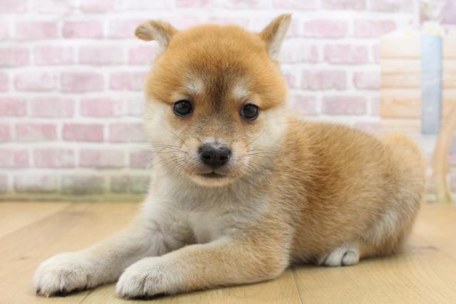 宮城県の豆柴 (Coo&RIKU仙台太白店/2025年8月15日生まれ/女の子/赤)の子犬の2枚目の画像