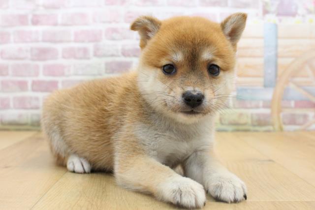 宮城県の豆柴 (Coo&RIKU仙台太白店/2025年8月15日生まれ/女の子/赤)の子犬の3枚目の画像