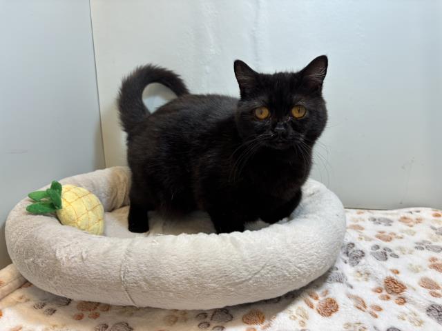 スコティッシュフォールド（立ち耳）