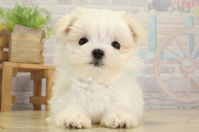 愛知県のマルチーズ (Coo&RIKU瀬港線守山店/2025年8月15日生まれ/男の子/ホワイト)の子犬の1枚目の画像