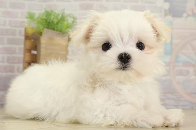 愛知県のマルチーズ (Coo&RIKU瀬港線守山店/2025年8月15日生まれ/男の子/ホワイト)の子犬の2枚目の画像