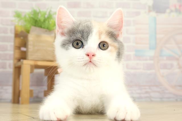 東京都のマンチカン (Coo&RIKU新宿三丁目店/2025年8月17日生まれ/女の子/ダイリュートキャリコ)の子猫の1枚目の画像