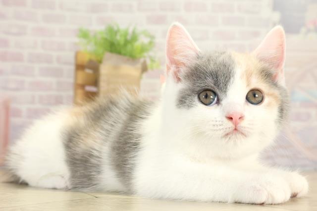 東京都のマンチカン (Coo&RIKU新宿三丁目店/2025年8月17日生まれ/女の子/ダイリュートキャリコ)の子猫の2枚目の画像