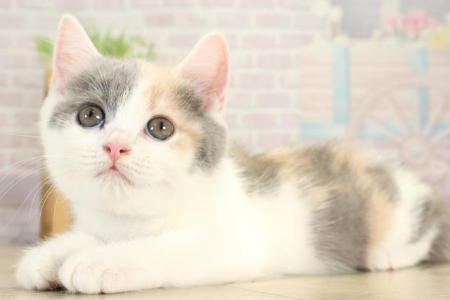 東京都のマンチカン (Coo&RIKU新宿三丁目店/2025年8月17日生まれ/女の子/ダイリュートキャリコ)の子猫の3枚目の画像