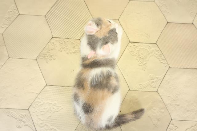 東京都のマンチカン (Coo&RIKU新宿三丁目店/2025年8月17日生まれ/女の子/ダイリュートキャリコ)の子猫の4枚目の画像