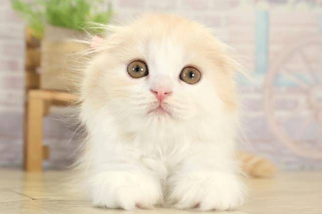 スコティッシュフォールド