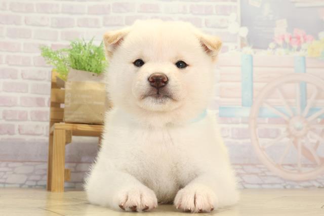 愛知県の柴犬(標準サイズ) (Coo&RIKU半田店/2025年8月17日生まれ/男の子/白)の子犬の1枚目の画像