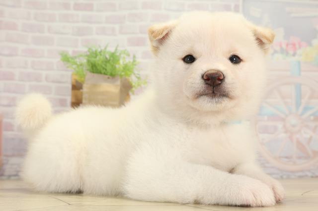 愛知県の柴犬(標準サイズ) (Coo&RIKU半田店/2025年8月17日生まれ/男の子/白)の子犬の2枚目の画像