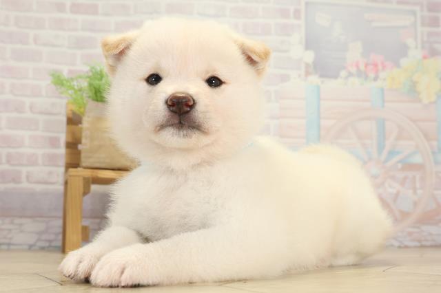 愛知県の柴犬(標準サイズ) (Coo&RIKU半田店/2025年8月17日生まれ/男の子/白)の子犬の3枚目の画像