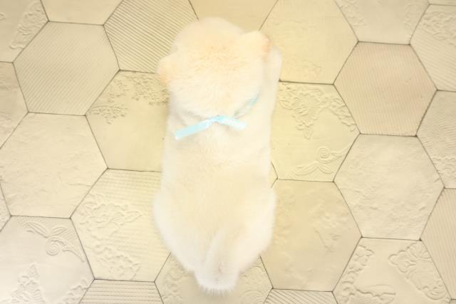愛知県の柴犬(標準サイズ) (Coo&RIKU半田店/2025年8月17日生まれ/男の子/白)の子犬の4枚目の画像