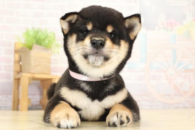愛知県の豆柴 (Coo&RIKU東海店/2025年8月14日生まれ/女の子/黒)の子犬の1枚目の画像