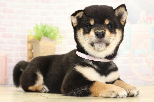 愛知県の豆柴 (Coo&RIKU東海店/2025年8月14日生まれ/女の子/黒)の子犬の2枚目の画像