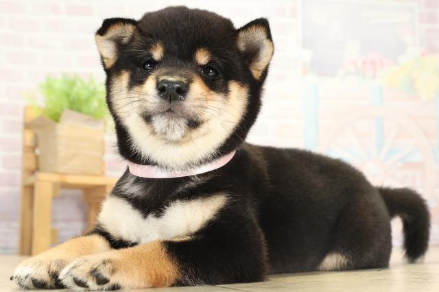 愛知県の豆柴 (Coo&RIKU東海店/2025年8月14日生まれ/女の子/黒)の子犬の3枚目の画像