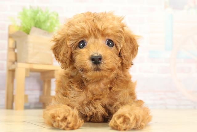愛知県のトイプードル(トイ) (Coo&RIKU豊橋店/2025年8月16日生まれ/女の子/レッド)の子犬の1枚目の画像