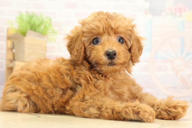 愛知県のトイプードル(トイ) (Coo&RIKU豊橋店/2025年8月16日生まれ/女の子/レッド)の子犬の2枚目の画像