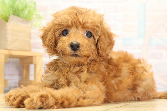 愛知県のトイプードル(トイ) (Coo&RIKU豊橋店/2025年8月16日生まれ/女の子/レッド)の子犬の3枚目の画像