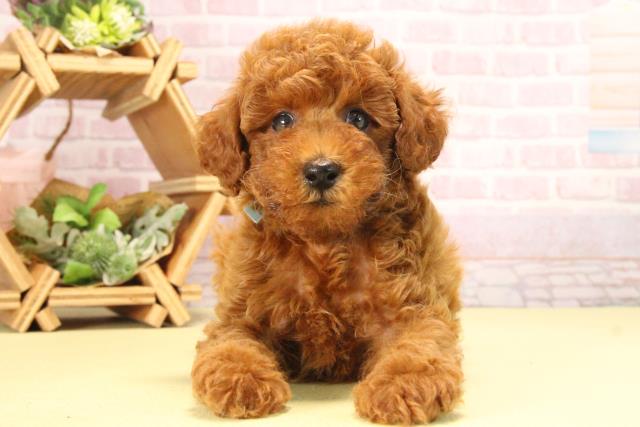 愛知県のトイプードル(トイ) (Coo&RIKU東海店/2025年8月17日生まれ/男の子/レッド)の子犬の1枚目の画像