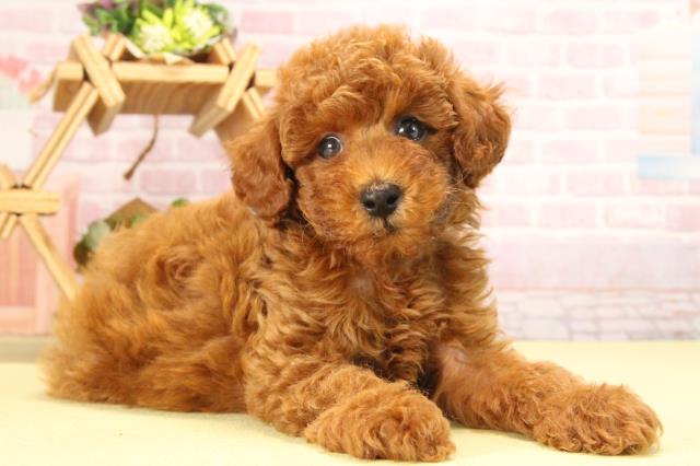 愛知県のトイプードル(トイ) (Coo&RIKU東海店/2025年8月17日生まれ/男の子/レッド)の子犬の2枚目の画像