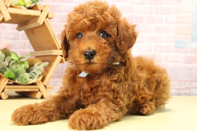 愛知県のトイプードル(トイ) (Coo&RIKU東海店/2025年8月17日生まれ/男の子/レッド)の子犬の3枚目の画像