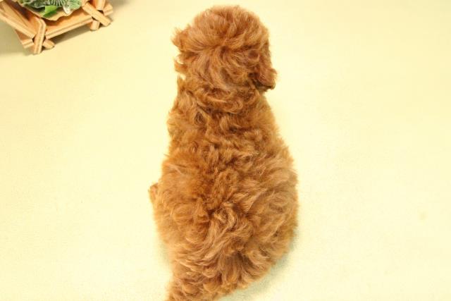 愛知県のトイプードル(トイ) (Coo&RIKU東海店/2025年8月17日生まれ/男の子/レッド)の子犬の4枚目の画像