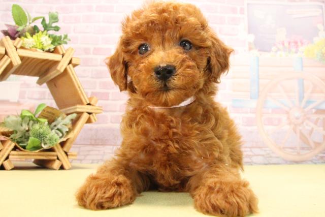 愛知県のトイプードル(トイ) (Coo&RIKU岡崎店/2025年8月17日生まれ/女の子/レッド)の子犬の1枚目の画像