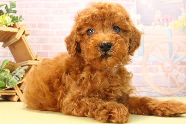 愛知県のトイプードル(トイ) (Coo&RIKU岡崎店/2025年8月17日生まれ/女の子/レッド)の子犬の2枚目の画像