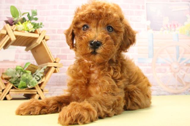 愛知県のトイプードル(トイ) (Coo&RIKU岡崎店/2025年8月17日生まれ/女の子/レッド)の子犬の3枚目の画像