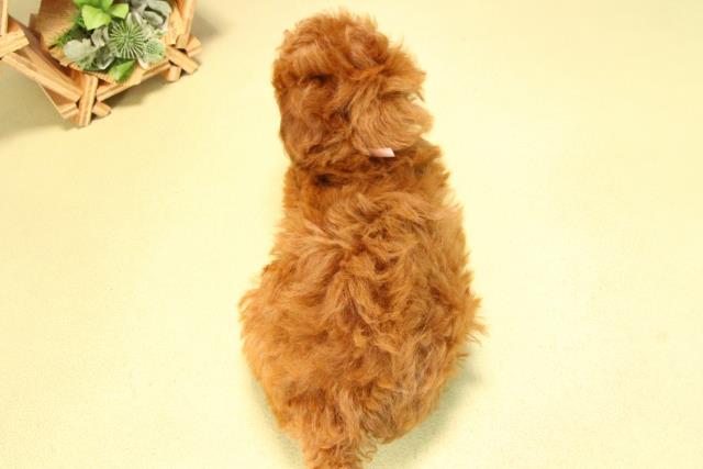 愛知県のトイプードル(トイ) (Coo&RIKU岡崎店/2025年8月17日生まれ/女の子/レッド)の子犬の4枚目の画像