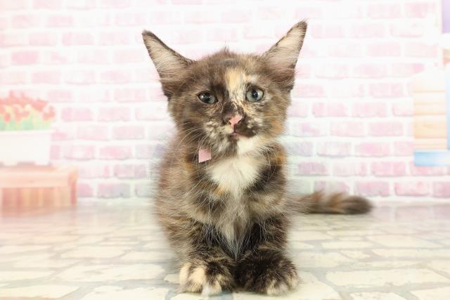 青森県のメインクーン (Coo&RIKU青森店/2025年8月13日生まれ/女の子/トーティー)の子猫の1枚目の画像