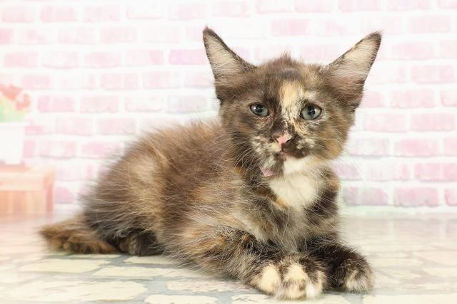 青森県のメインクーン (Coo&RIKU青森店/2025年8月13日生まれ/女の子/トーティー)の子猫の3枚目の画像
