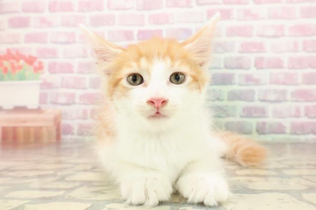 埼玉県のメインクーン (Coo&RIKU岩槻店/2025年8月13日生まれ/男の子/レッドタビーホワイト)の子猫の1枚目の画像