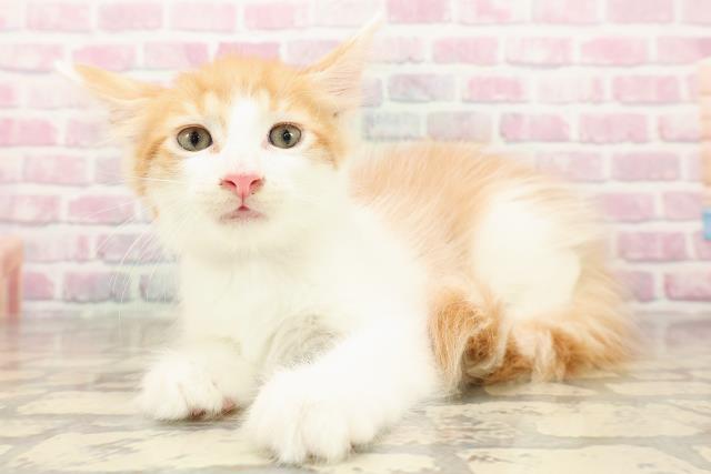 埼玉県のメインクーン (Coo&RIKU岩槻店/2025年8月13日生まれ/男の子/レッドタビーホワイト)の子猫の2枚目の画像
