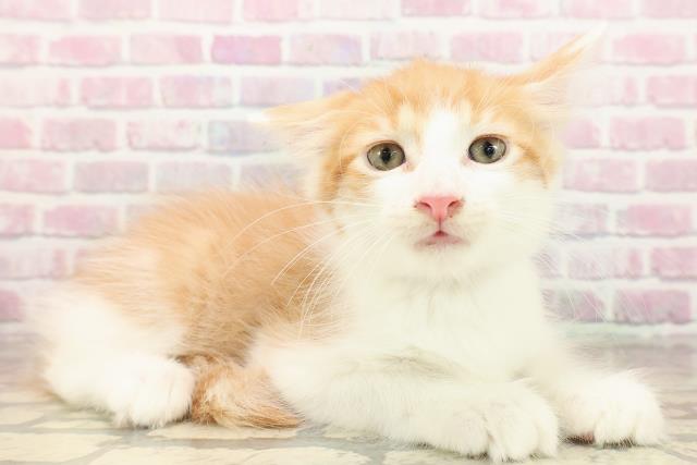 埼玉県のメインクーン (Coo&RIKU岩槻店/2025年8月13日生まれ/男の子/レッドタビーホワイト)の子猫の3枚目の画像