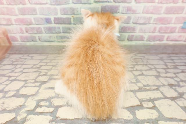 埼玉県のメインクーン (Coo&RIKU岩槻店/2025年8月13日生まれ/男の子/レッドタビーホワイト)の子猫の4枚目の画像