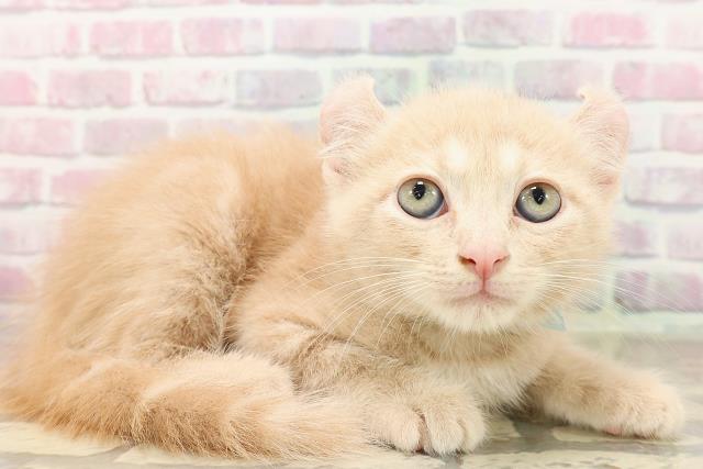 埼玉県のアメリカンカール (Coo&RIKU桶川店/2025年8月17日生まれ/男の子/クリームタビー)の子猫の3枚目の画像