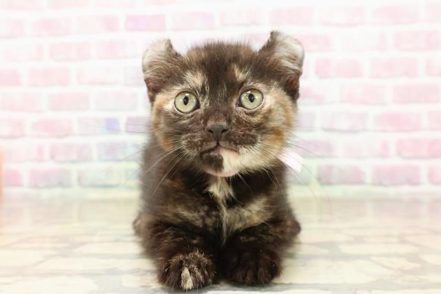埼玉県のアメリカンカール (Coo&RIKU春日部店/2025年8月17日生まれ/女の子/トーティー)の子猫の1枚目の画像