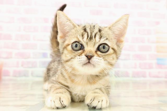 茨城県のマンチカン (Coo&RIKU筑西店/2025年8月7日生まれ/女の子/ブラウンパッチドタビー)の子猫の1枚目の画像