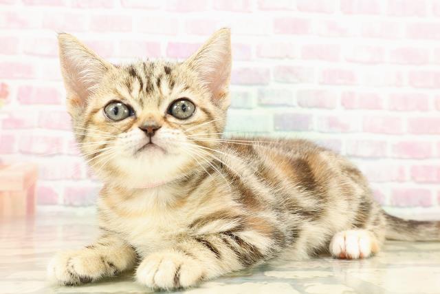 茨城県のマンチカン (Coo&RIKU筑西店/2025年8月7日生まれ/女の子/ブラウンパッチドタビー)の子猫の2枚目の画像