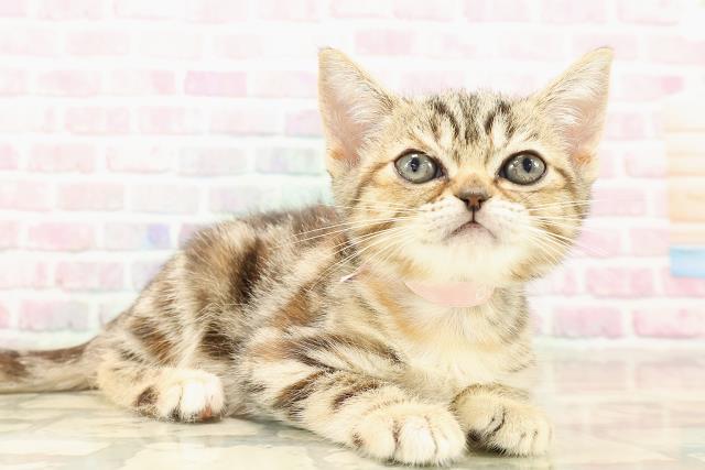 茨城県のマンチカン (Coo&RIKU筑西店/2025年8月7日生まれ/女の子/ブラウンパッチドタビー)の子猫の3枚目の画像