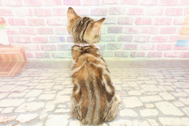 茨城県のマンチカン (Coo&RIKU筑西店/2025年8月7日生まれ/女の子/ブラウンパッチドタビー)の子猫の4枚目の画像