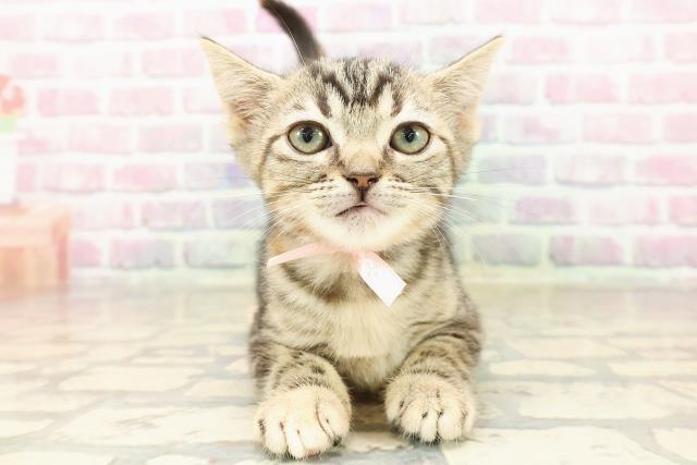 千葉県のマンチカン (Coo&RIKU南柏店/2025年8月7日生まれ/女の子/ブラウンパッチドタビー)の子猫