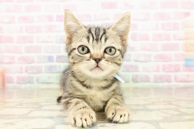 埼玉県のマンチカン (Coo&RIKU熊谷ニットーモール店/2025年8月7日生まれ/男の子/ブラウンタビー)の子猫の1枚目の画像