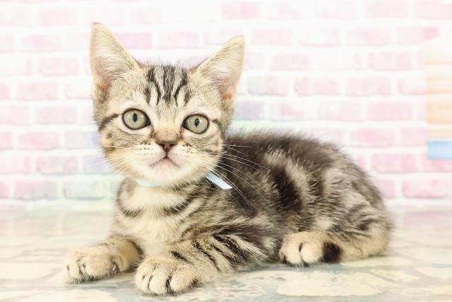 埼玉県のマンチカン (Coo&RIKU熊谷ニットーモール店/2025年8月7日生まれ/男の子/ブラウンタビー)の子猫の2枚目の画像