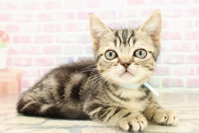 埼玉県のマンチカン (Coo&RIKU熊谷ニットーモール店/2025年8月7日生まれ/男の子/ブラウンタビー)の子猫の3枚目の画像